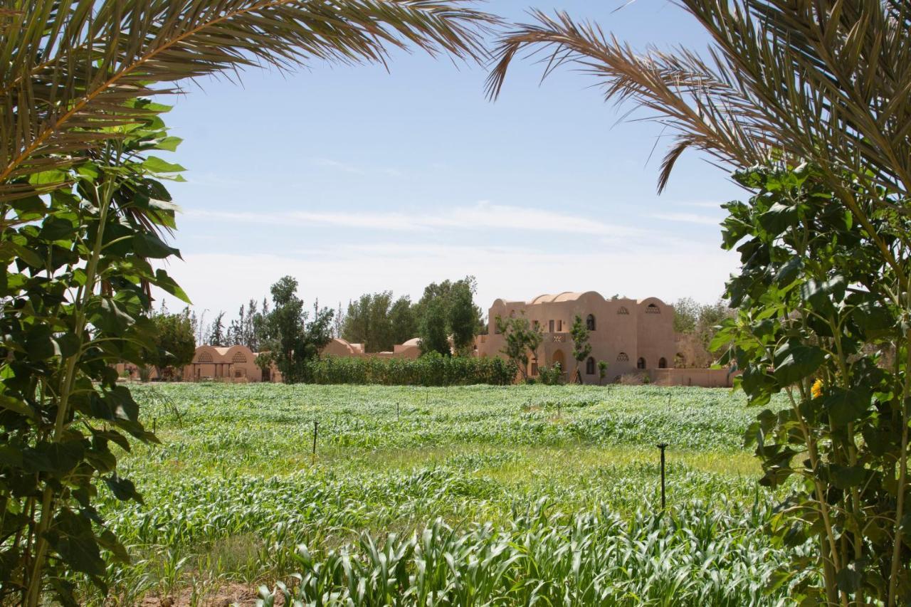 Tzila Bahariya Villa Bahariya Oasis Eksteriør billede